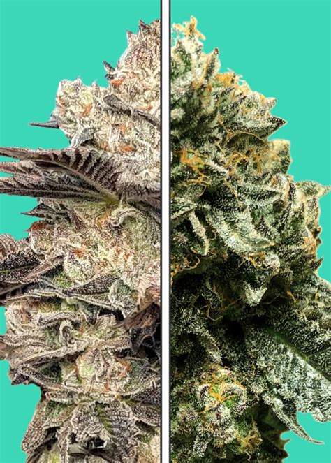 Melonade X G41 Strain