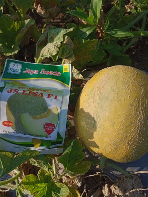 Melonjs Getting Started