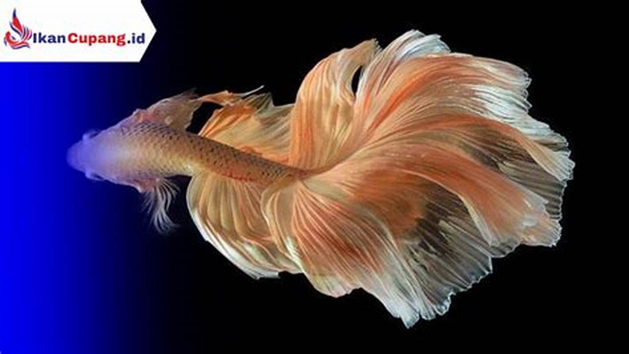 Cara Memanjangkan Ekor Ikan Cupang: Rahasia dan Tips Terbukti