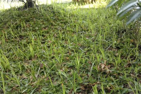 6 Cara Mematikan Rumput Liar Secara Permanen Taman Inspirasi SAFA
