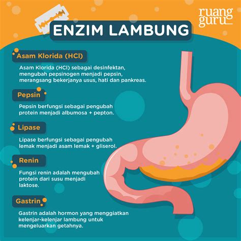 Membantu Mencerna