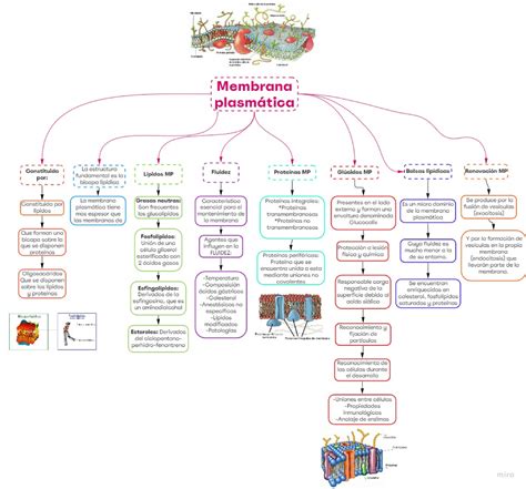 Membrana Plasmática Mapa Conceptual uDocz