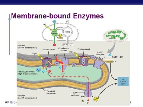 Membrane Enzymes Examples
