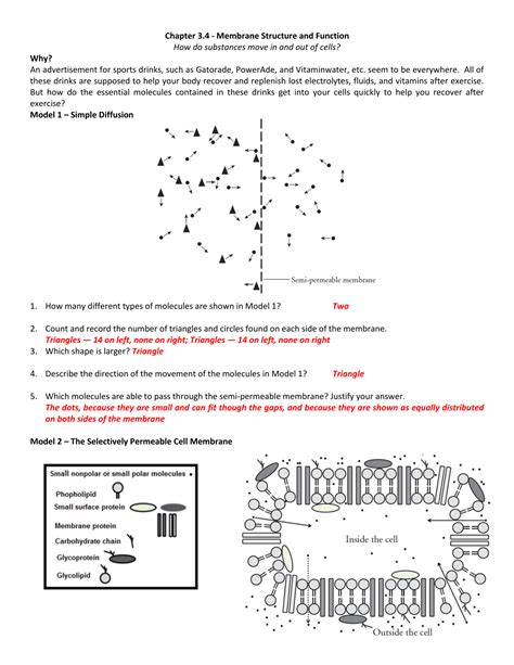 membrane structure and function worksheet answer key