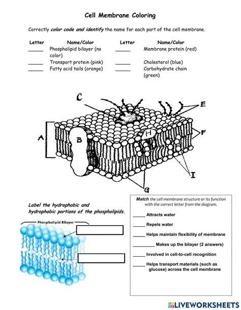 membrane structure and function worksheet answer key