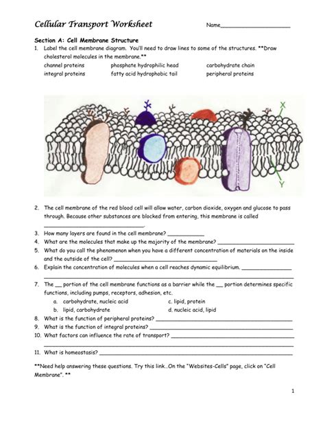 membrane structure and function worksheet answers