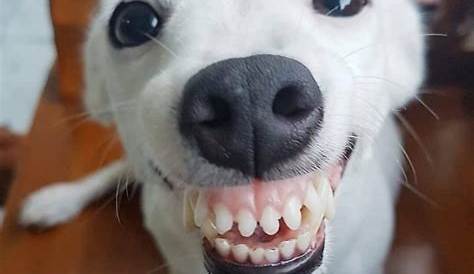 79+ Chihuahua Smiling With Teeth Meme - l2sanpiero