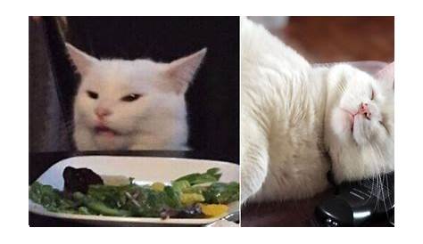 70+ Most Hilarious White Cat Meme & Funny White Cat Images