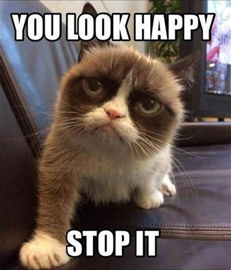 meme animals grumpy cat