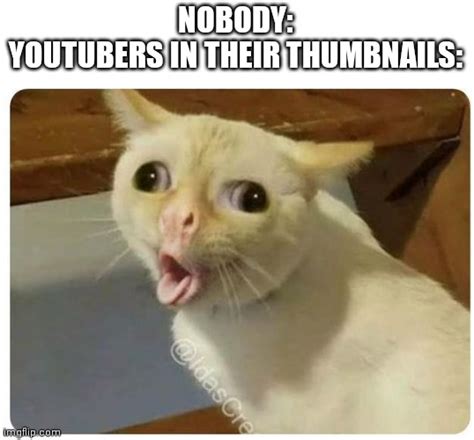 meme cats thumbnail
