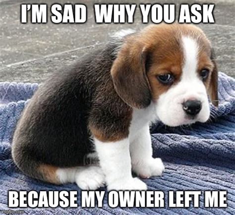 meme generator sad puppy