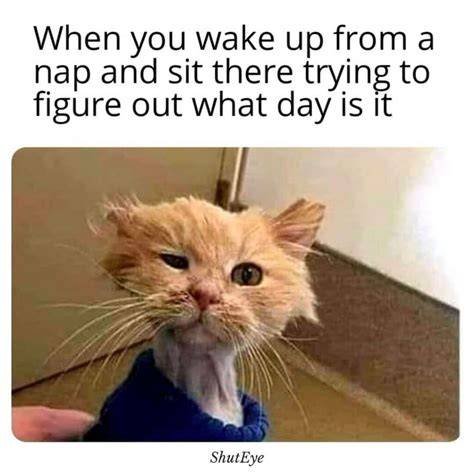 19 Very Funny Meme That Make You Laugh All Day MemesBoy
