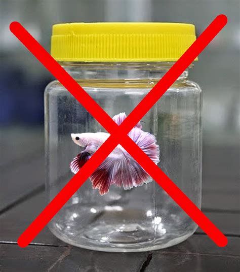 Kurang lebih Trik Memelihara Ikan Cupang — Dodson50Hammond