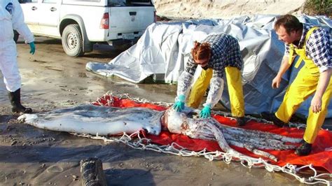 Memeriksa kondisi fisik cumi