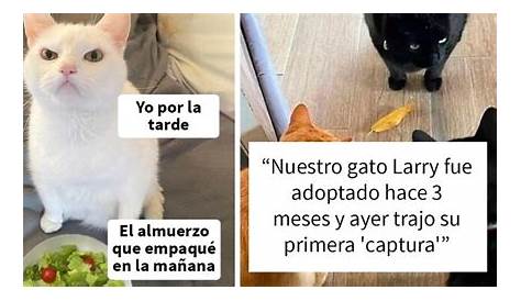 LOS GATITOS MÁS CHIDOS DE INTERNET in 2020 | Funny cat memes, Silly