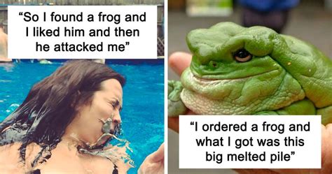 Memes Of Frogs