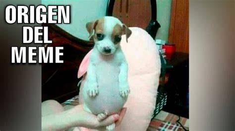 Memes Perro panzón, Zocavón y más PandaAncha.mx