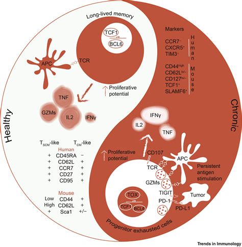 memory markers for cd8 t cells