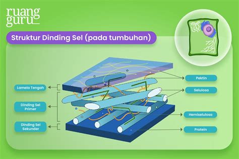 Memperkuat Dinding Sel