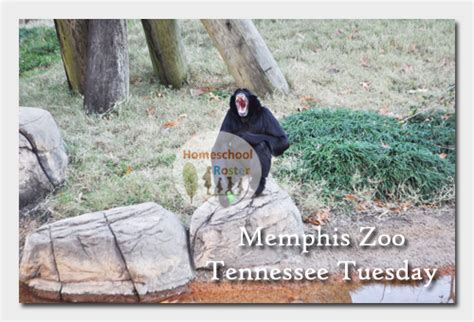 Memphis Zoo Calendar