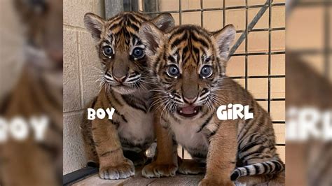 memphis zoo tiger cubs
