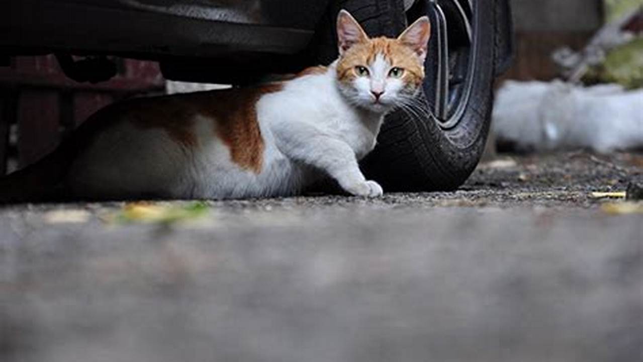 Hindari Tragedi Menabrak Kucing, Ini Tips Ampuh!