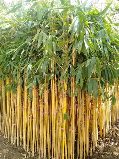 Moving Beyond Wood Pulp Part 2 Bamboo Environment America Research