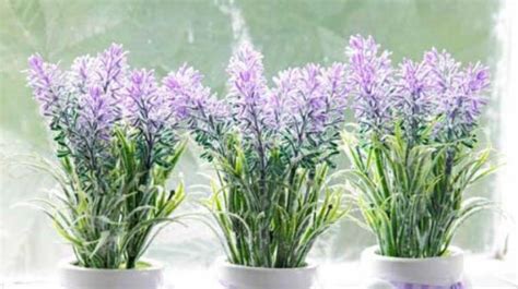 7 Cara Menanam Bunga Lavender Sampai Bisa Di Panen