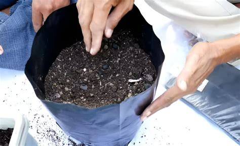 Cara Menanam Pakcoy Di Polybag