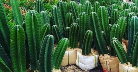 menanam kaktus koboi di indonesia