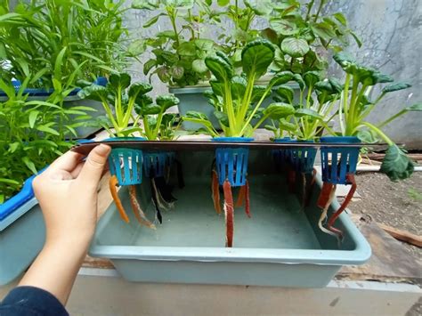menanam-kemangi-hidroponik-indonesia