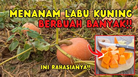 Budidaya Labu Siam BUDIDAYA APA SAJA