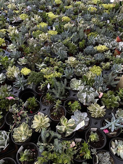 menards succulents