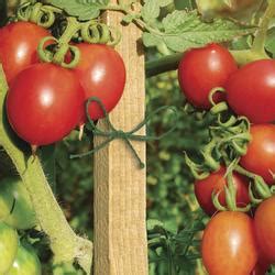 menards tomato plants
