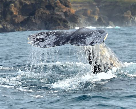 mendocino whale festival 2023