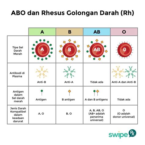 mengenal golongan darah AB