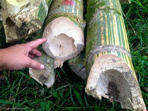 Menghilangkan Serat Bambu