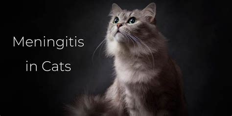 meningitis in cats symptoms