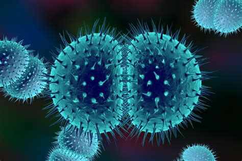 meningitis virus or bacteria