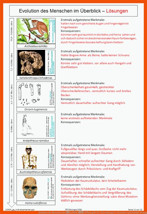 Die Evolution des Menschen