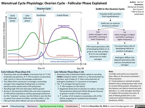 Menstrual Cycle Flow Chart