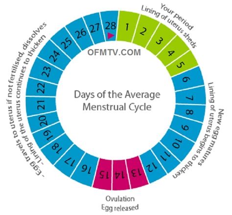 menstrual cycle in the bible