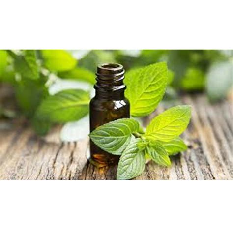 Menthol Essential Oil Mentha arvensis 100 Pure by SilkyScents