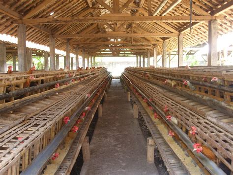 Apa yang Perlu Diperhatikan dalam Menyiapkan Kandang Ayam Petelur