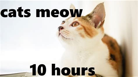 meow for 10 hours