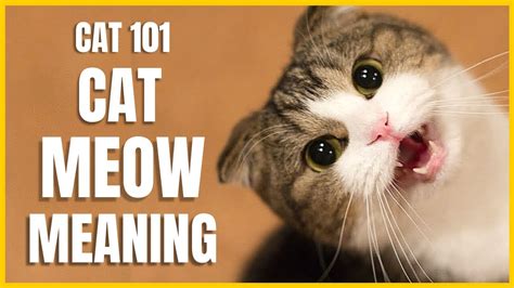 meow meaning in slang