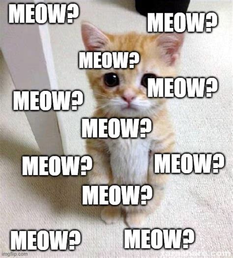 meow meow meow meme