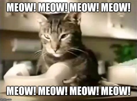 meow meow meow meow meow meme