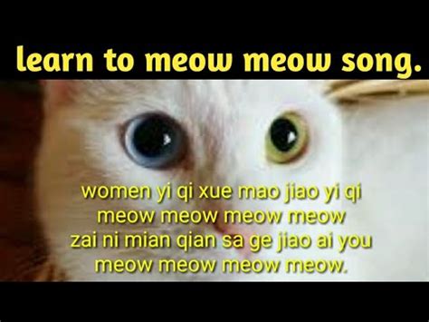 meow meow song lyrics