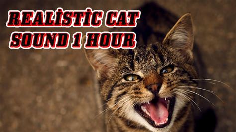 meow sounds 1 hour